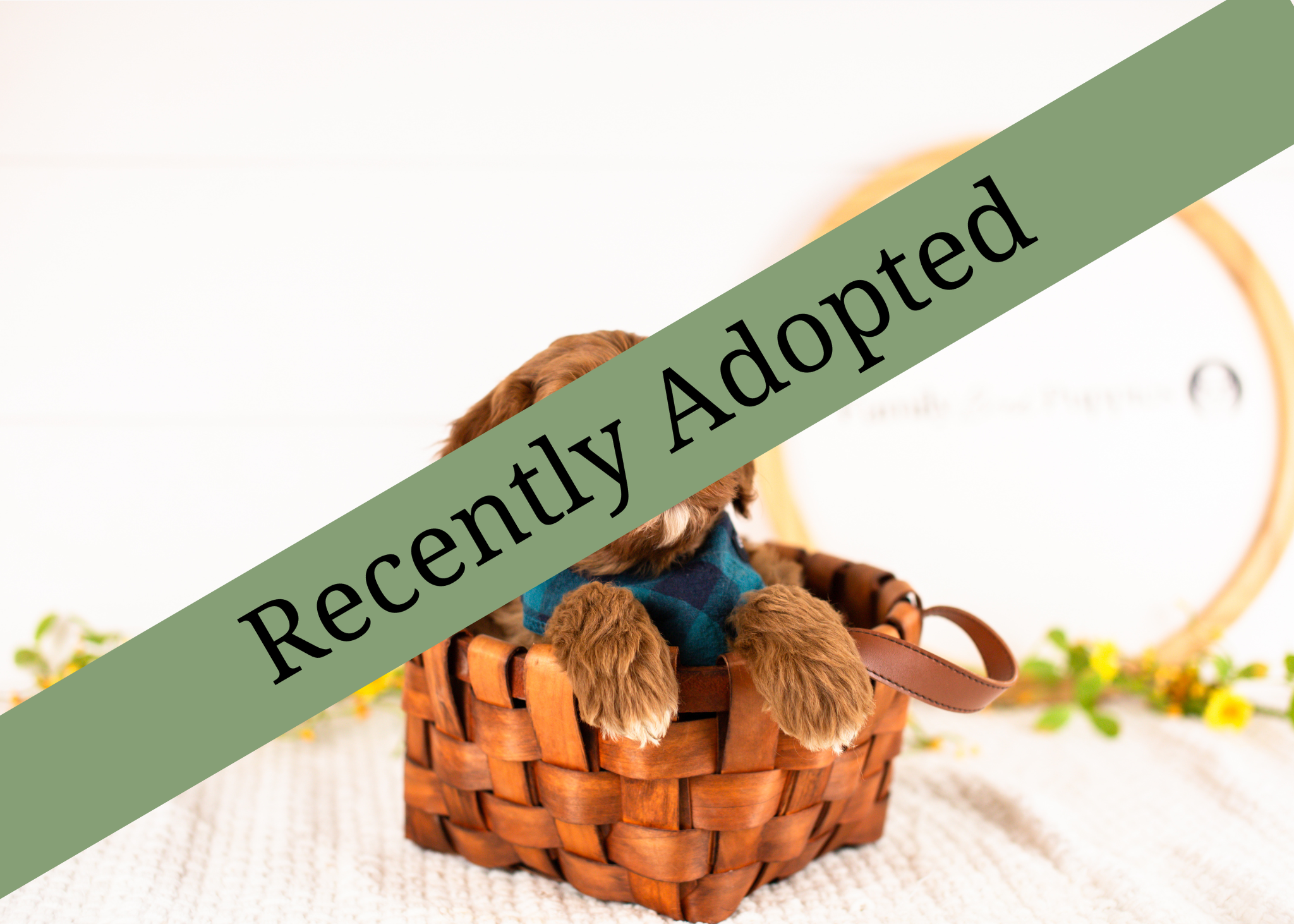 goldendoodle for sale