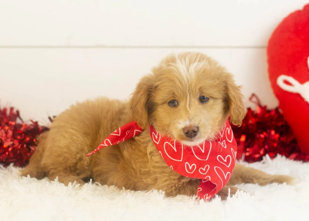 Rhett goldendoodle for sale.jpg