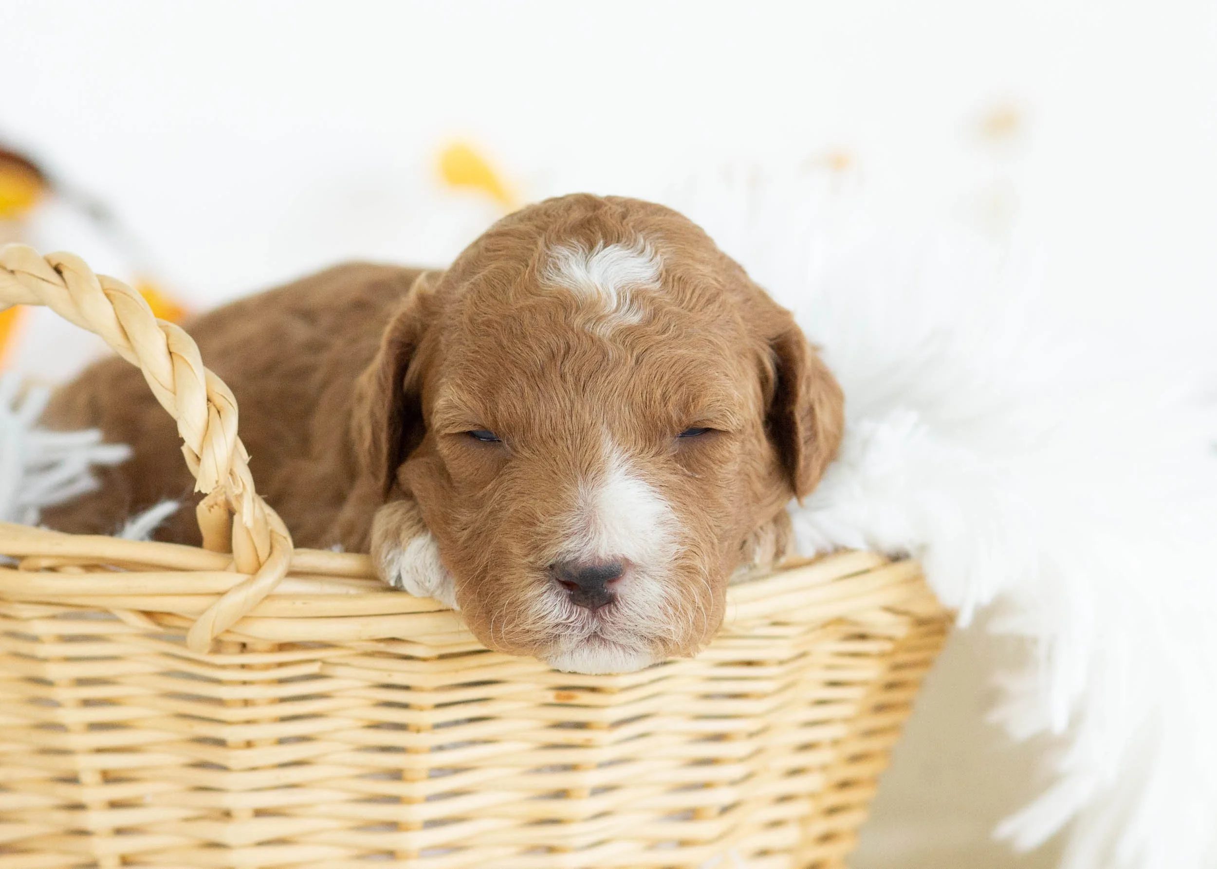 Gucci goldendoodle for sale(2).jpg