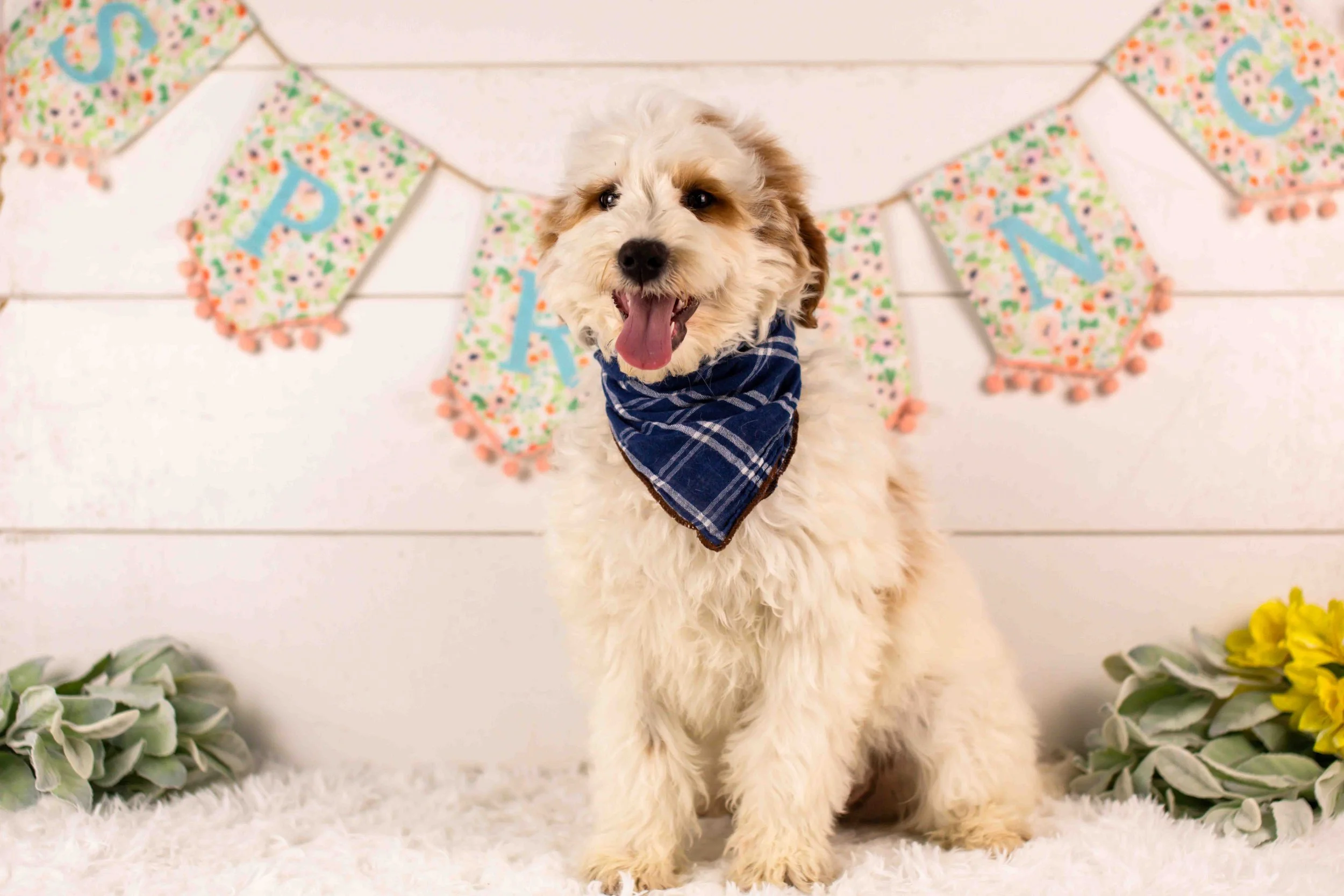 Clay goldendoodle for sale.jpg