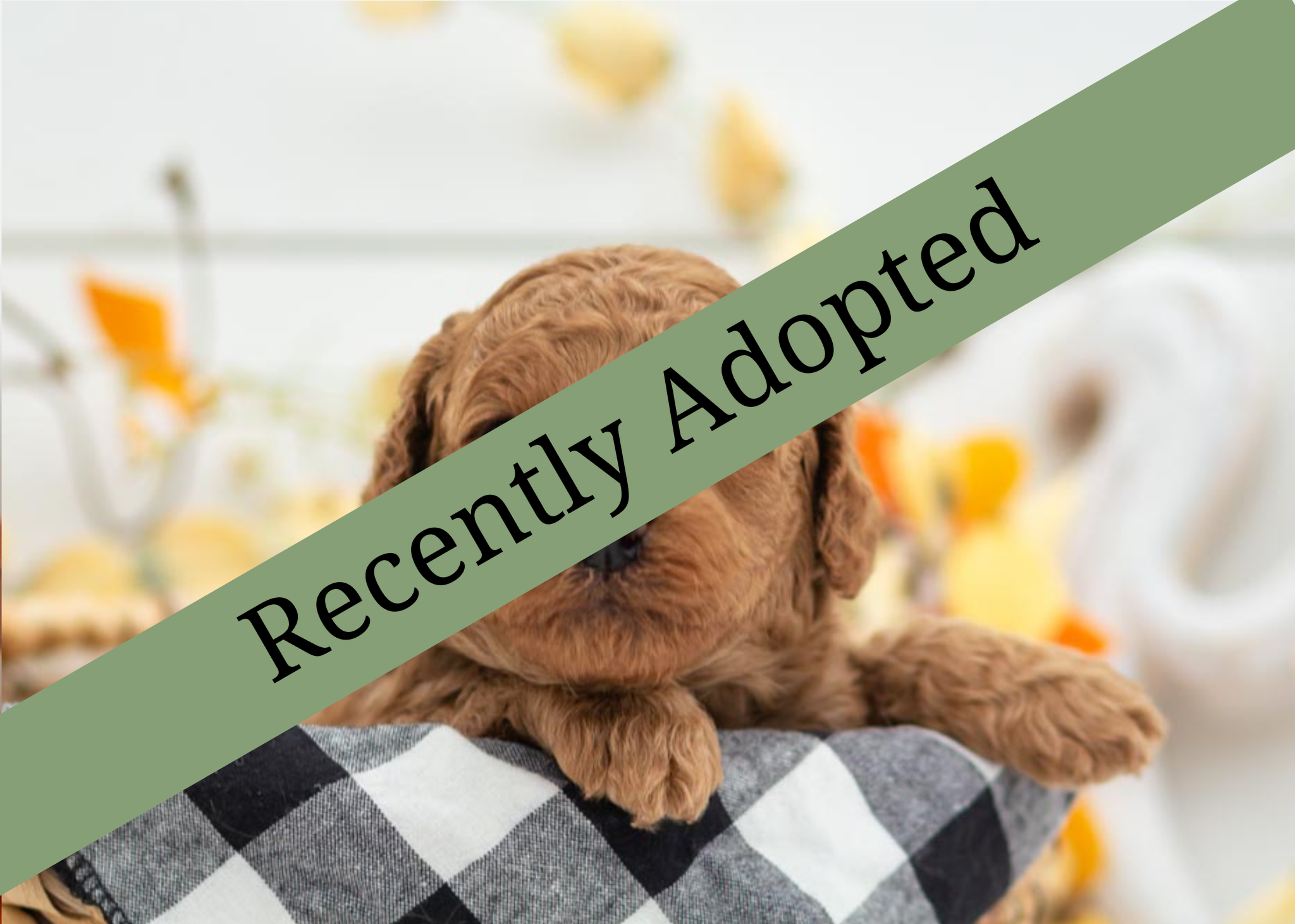 Goldendoodle for sale