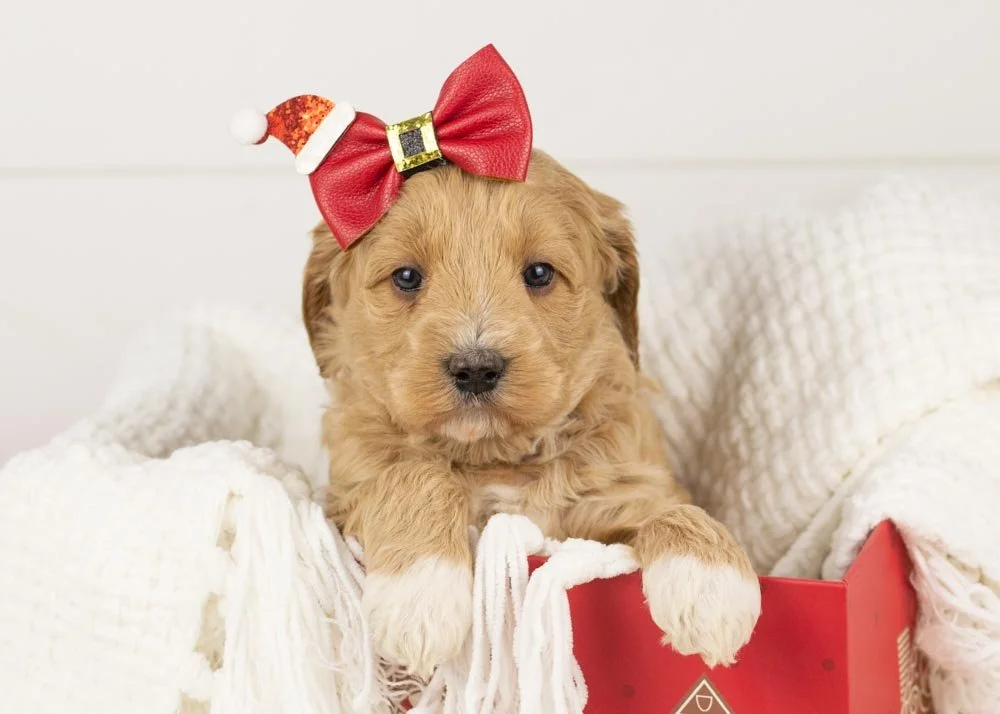 Nessa goldendoodle for sale.jpg