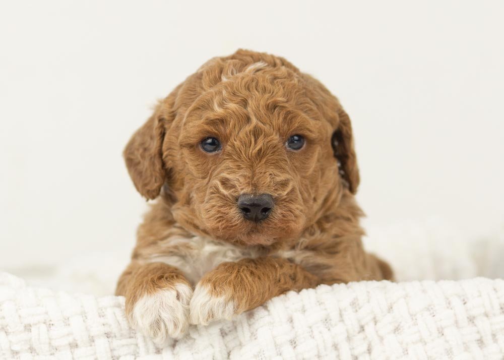 Bandit goldendoodle for sale.jpg