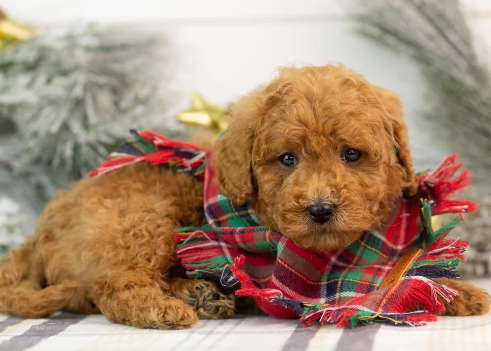 Bear goldendoodle for sale(2).jpg