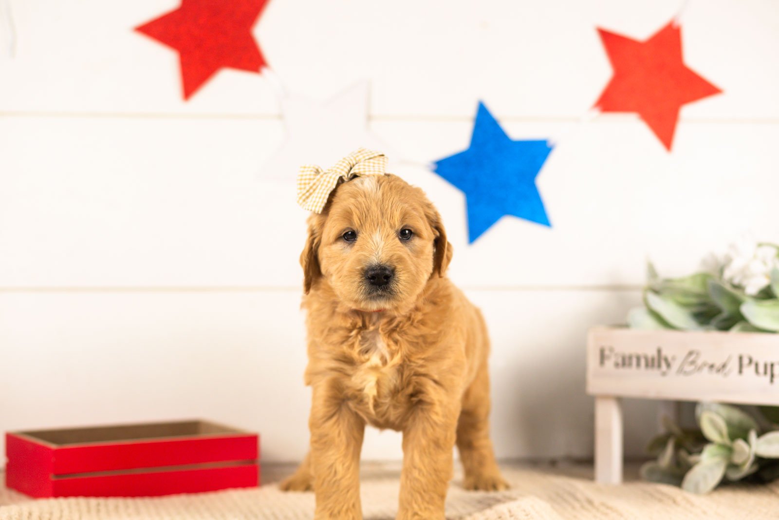eowyn goldendoodle for sale(2).jpg