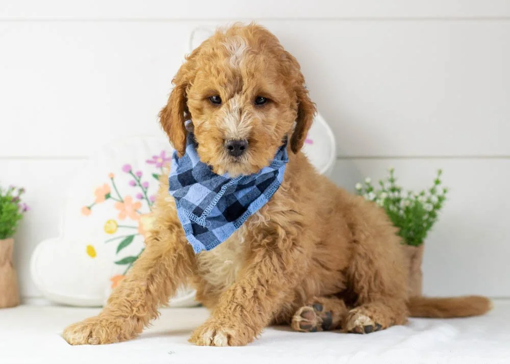 snowball goldendoodle for sale(3).jpg