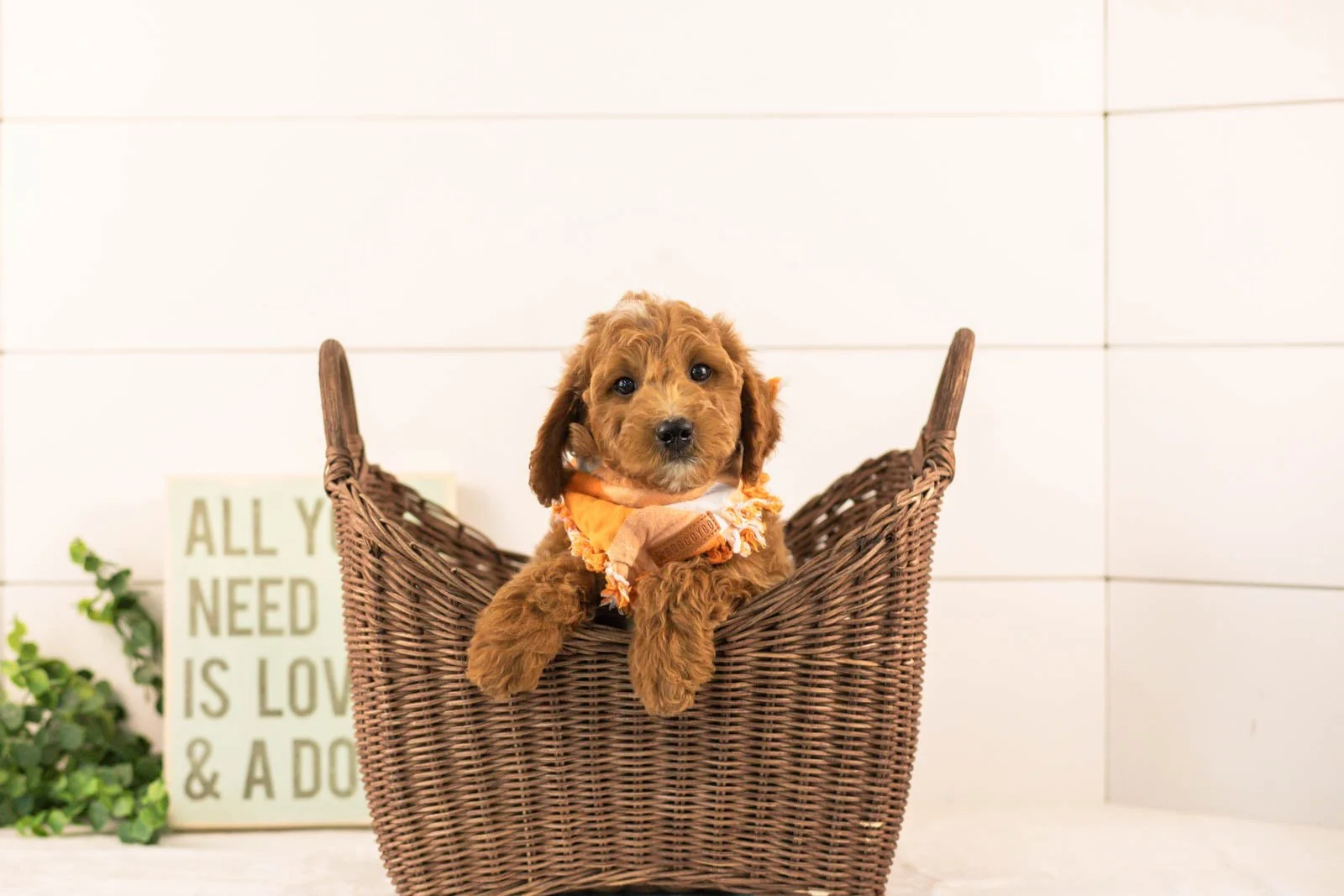 Char goldendoodle for sale(4).jpg