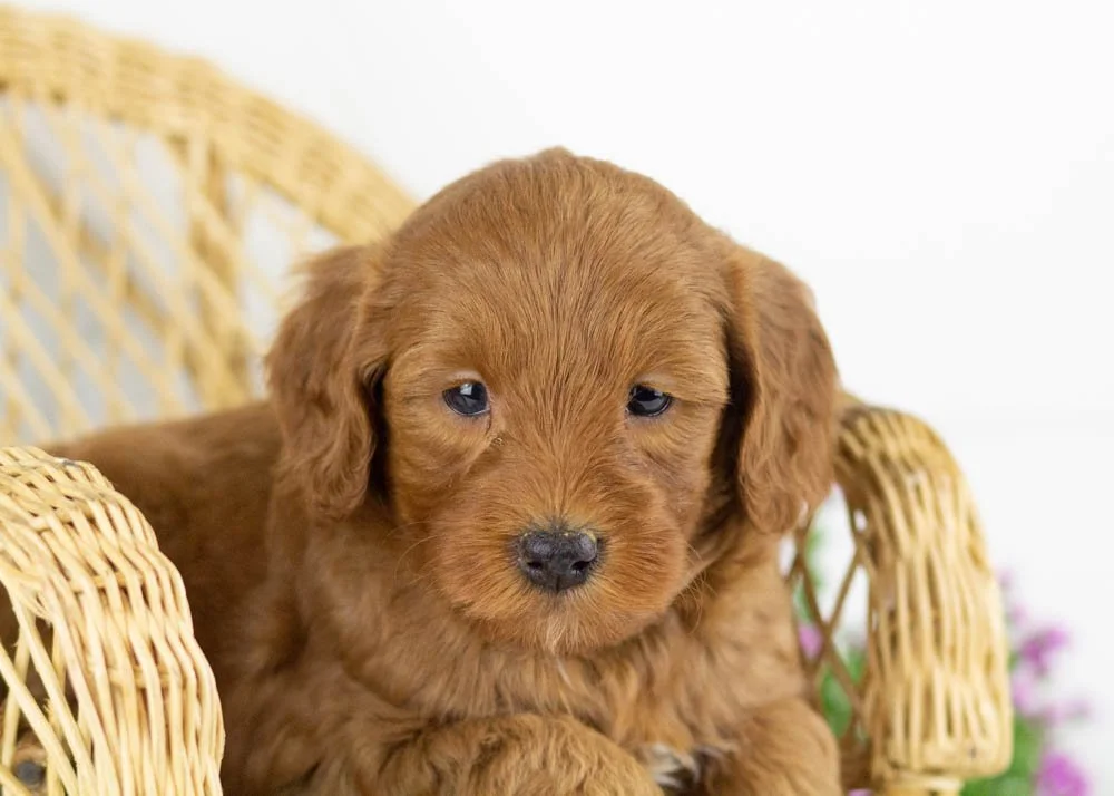 ray goldendoodle for sale(3).jpg