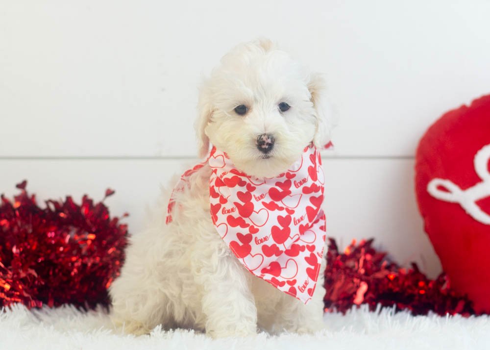 Lucky goldendoodle for sale(2).jpg
