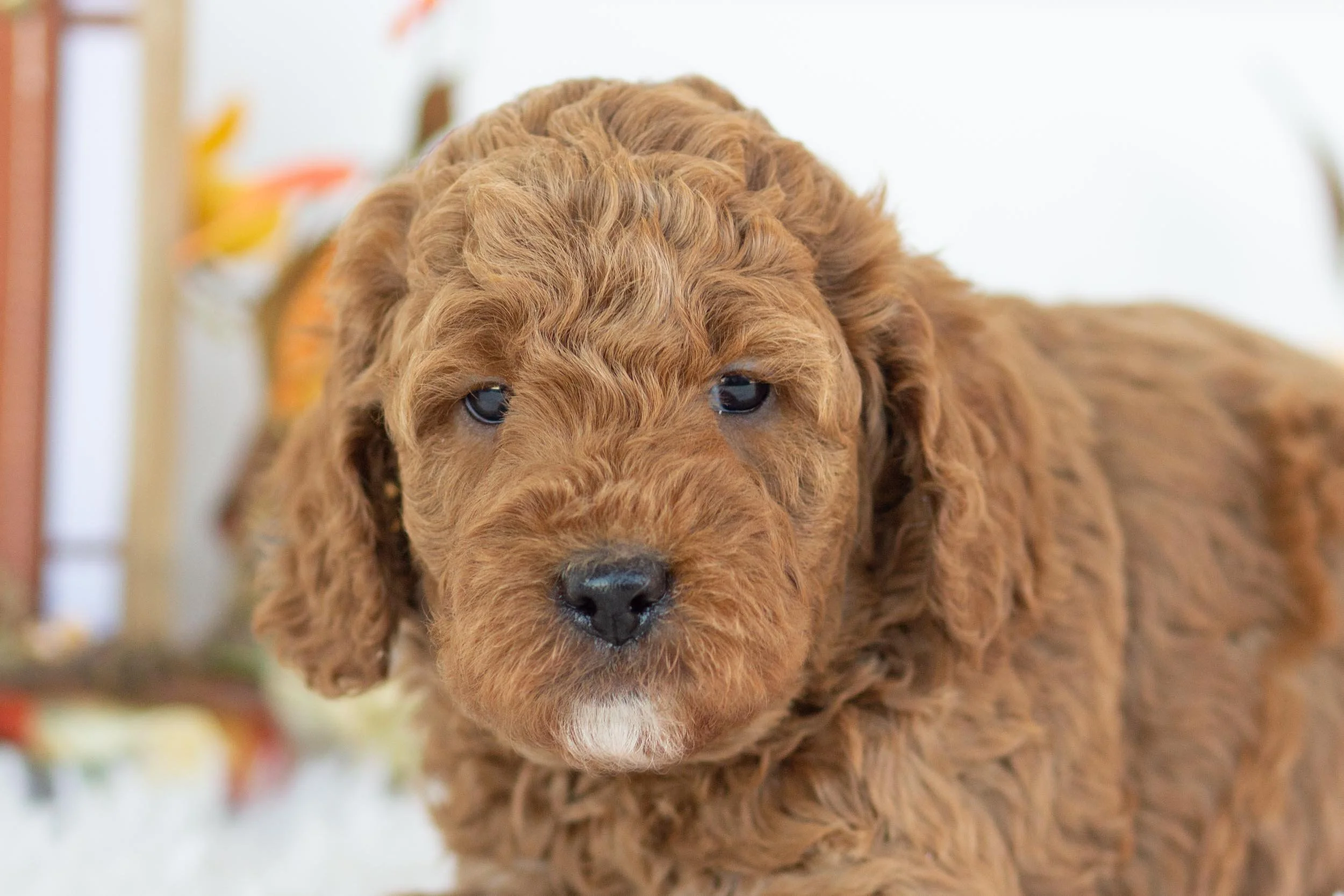 jean goldendoodle for sale.jpg