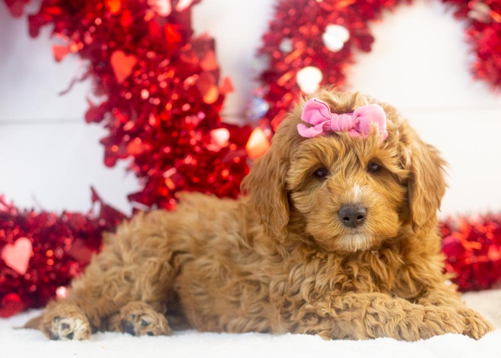 Bell goldendoodle for sale(3).jpg