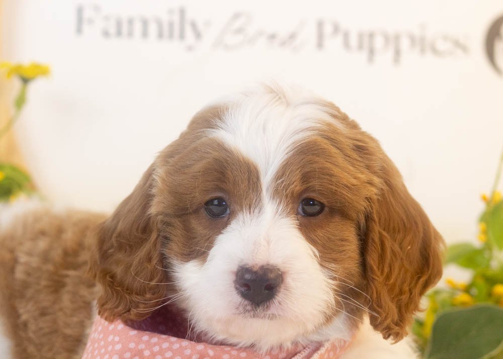 woody goldendoodle for sale(1).jpg