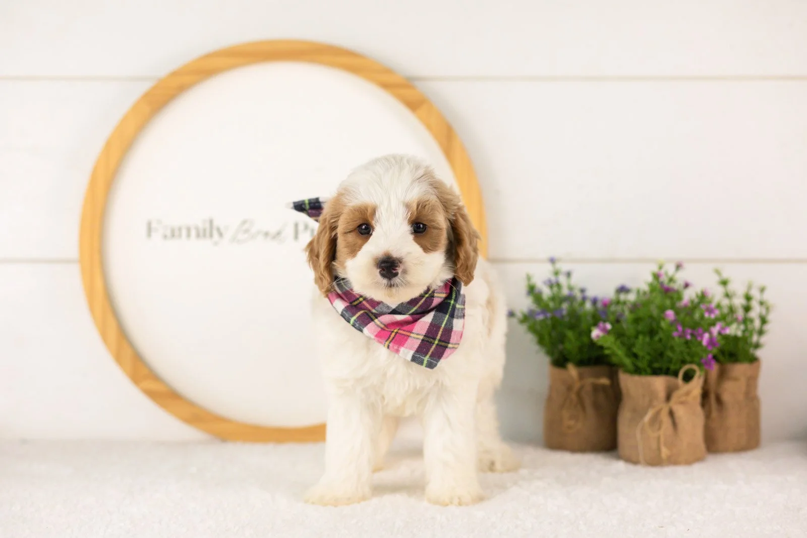 Dominic goldendoodle for sale(2).jpg