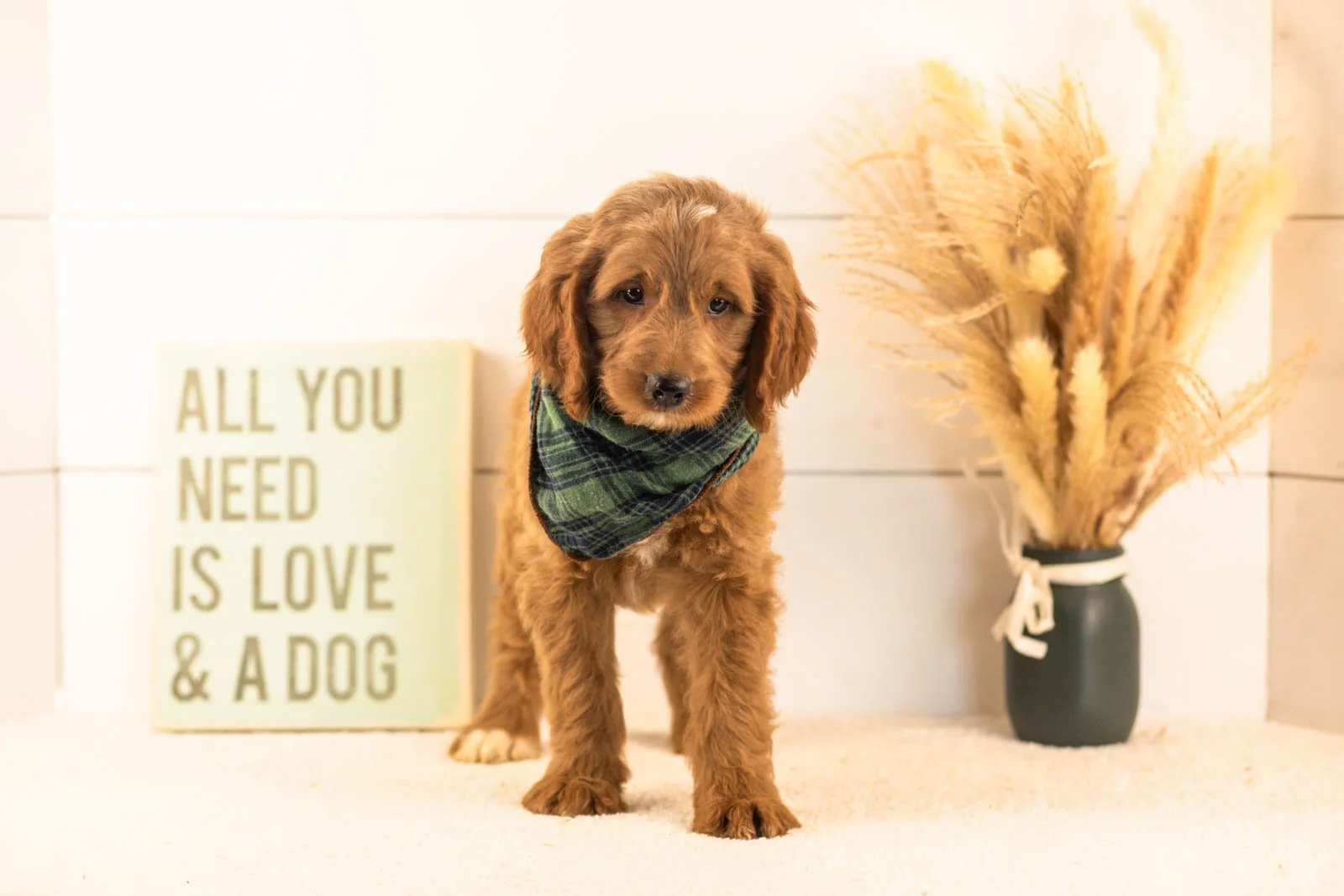 Oscar goldendoodle for sale.jpg