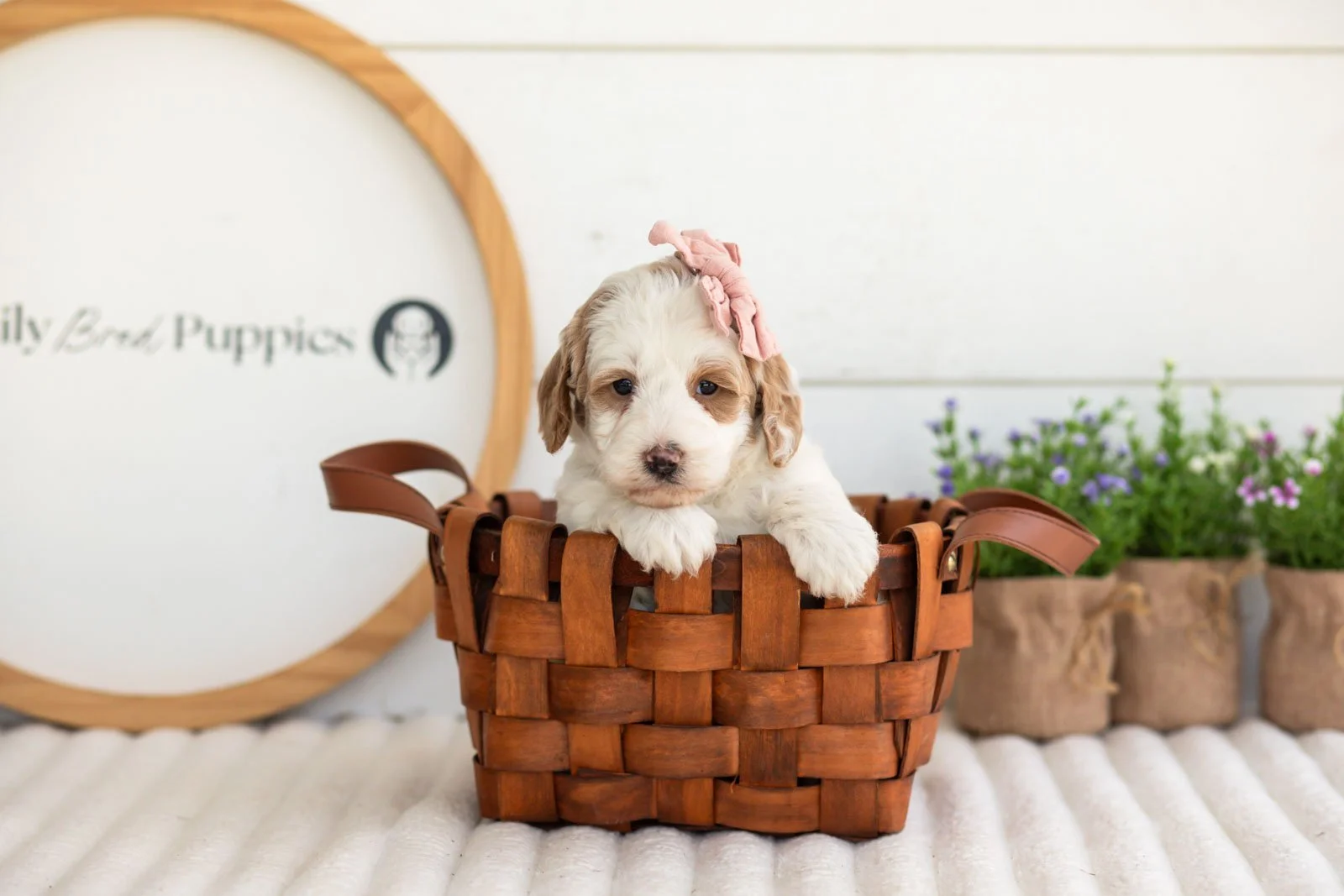 Ann goldendoodle for sale(4).jpg