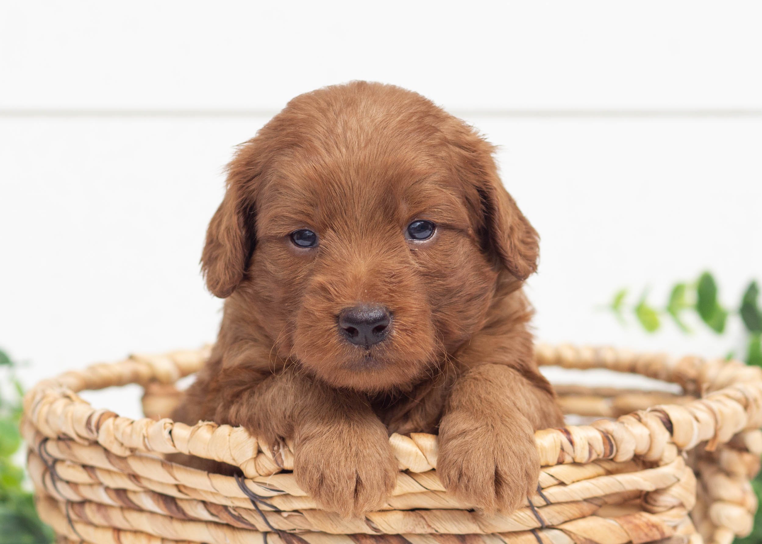 Landon Goldendoodle For Sale(3).jpg