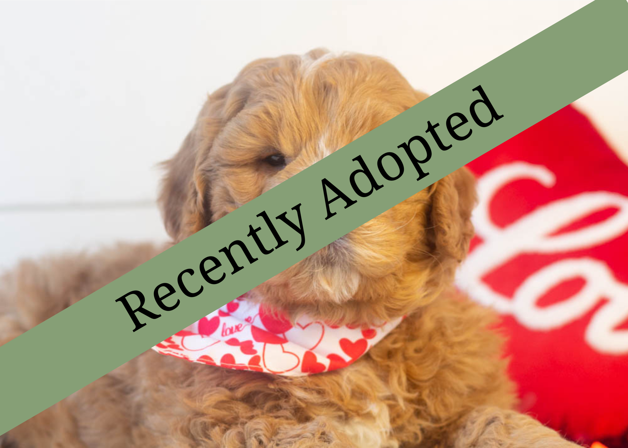 goldendoodle for sale