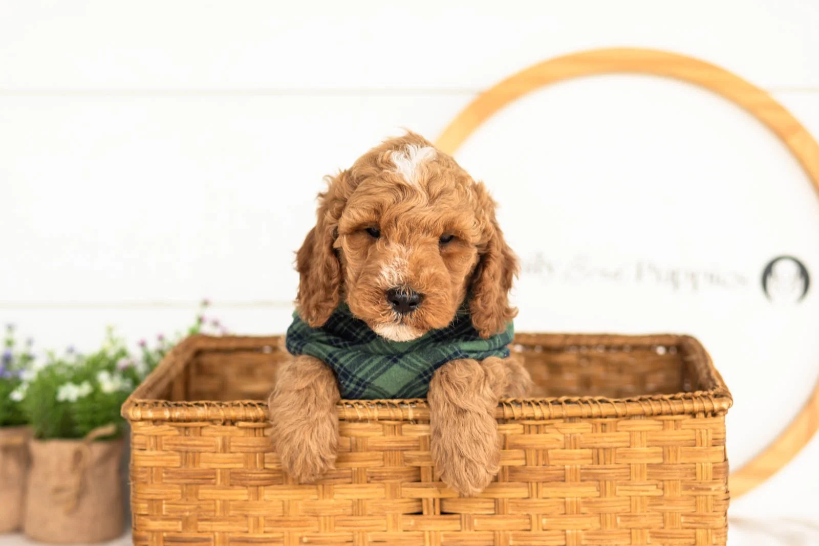 Ham goldendoodle for sale(2).jpg