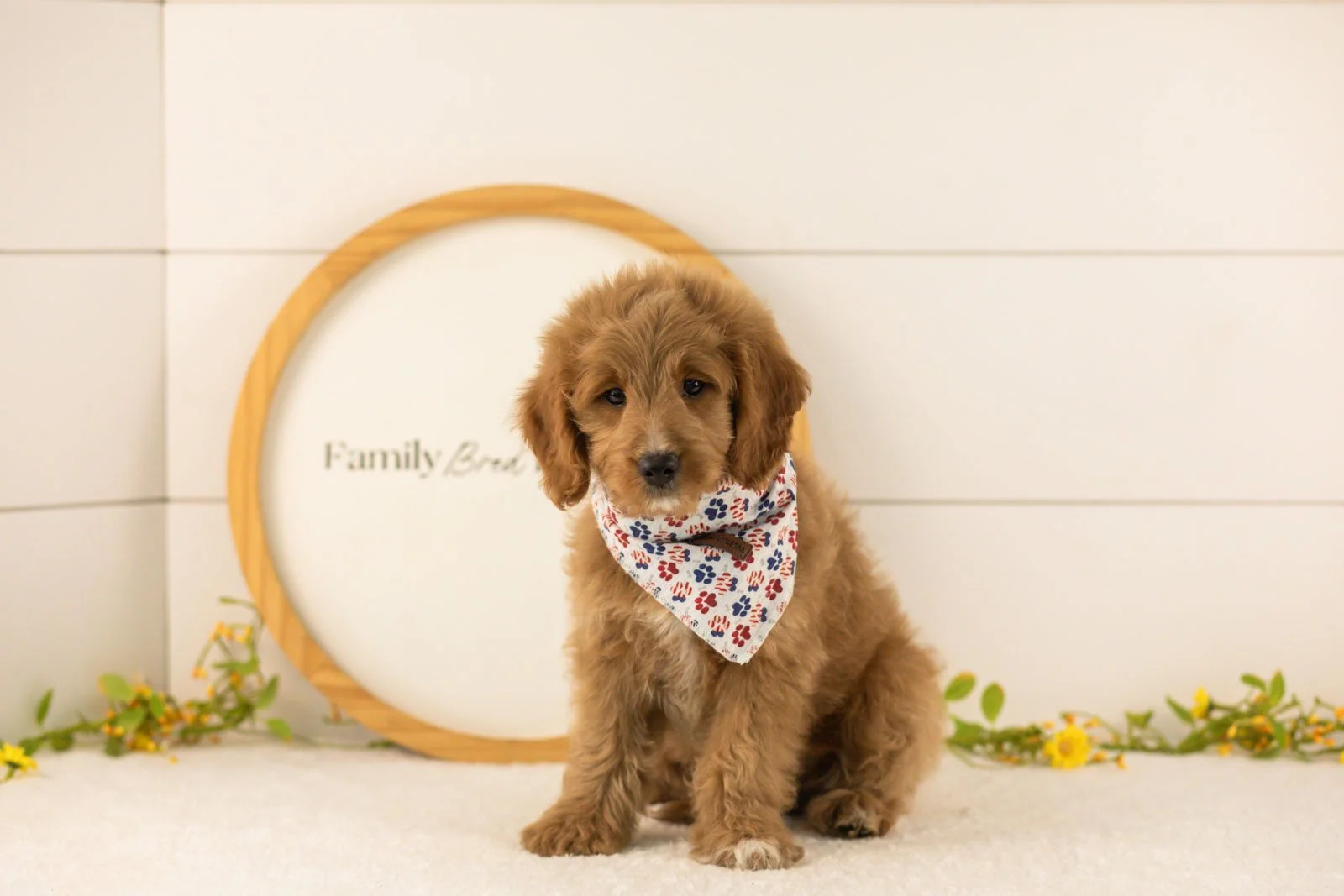 Munster goldendoodle for sale.jpg