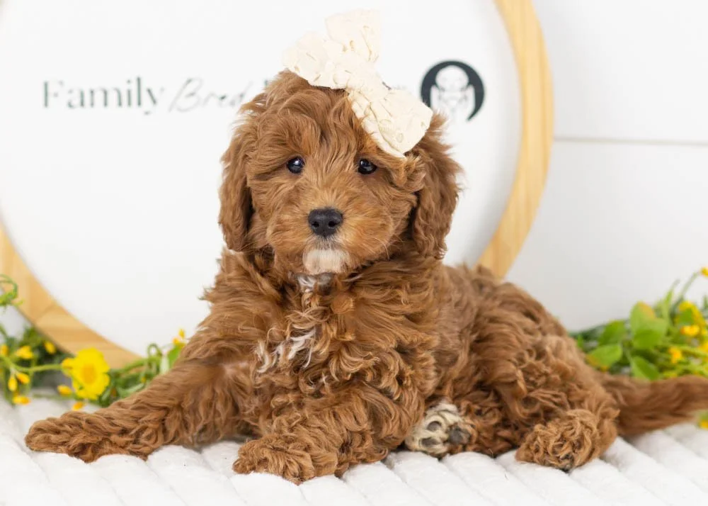 Valerie goldendoodle for sale(3).jpg