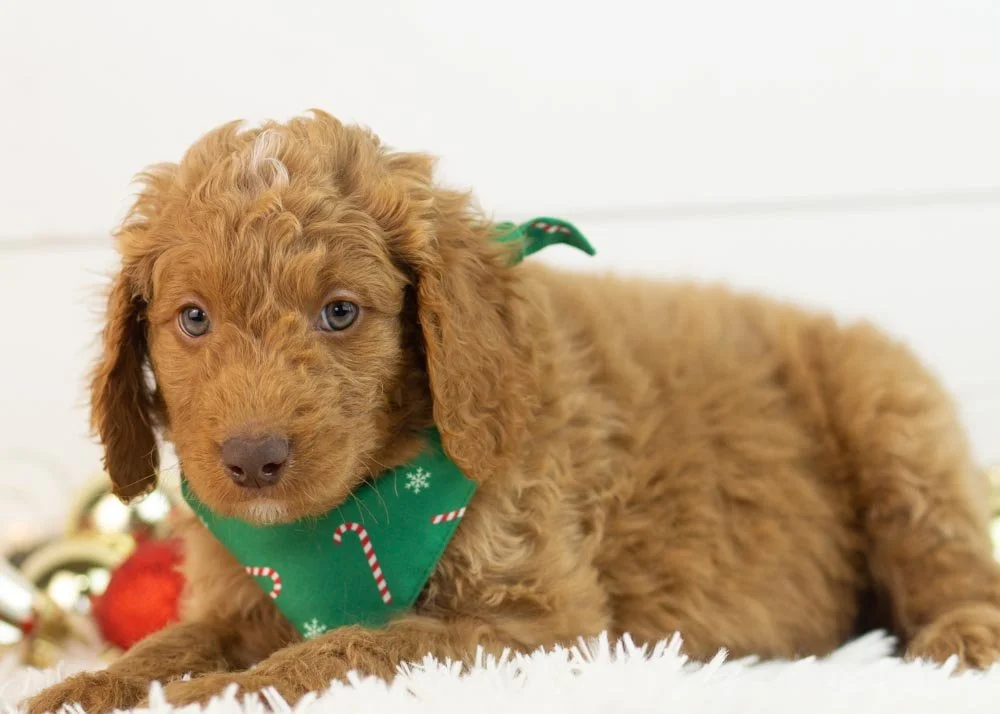 Spur goldendoodle for sale.jpg