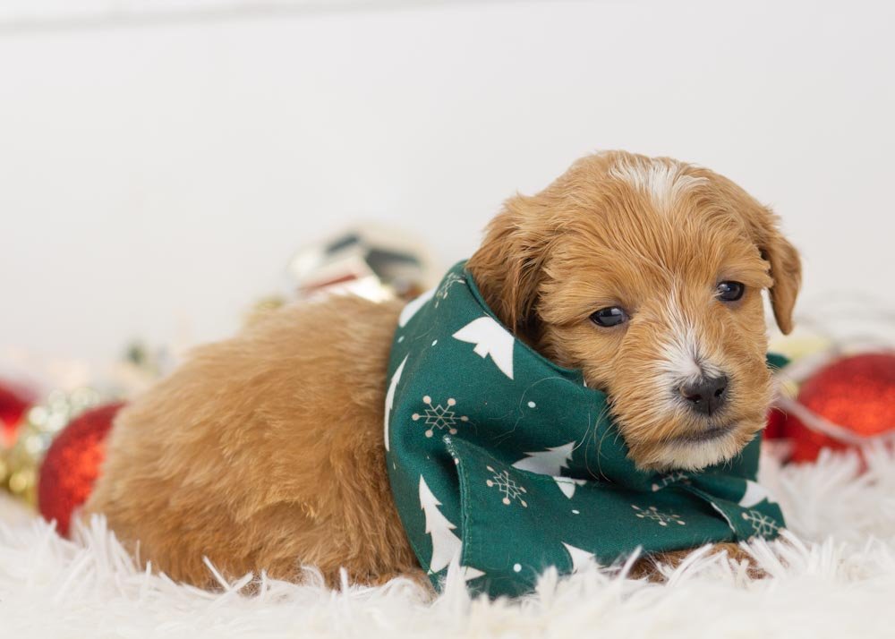 Moose goldendoodle for sale(3).jpg