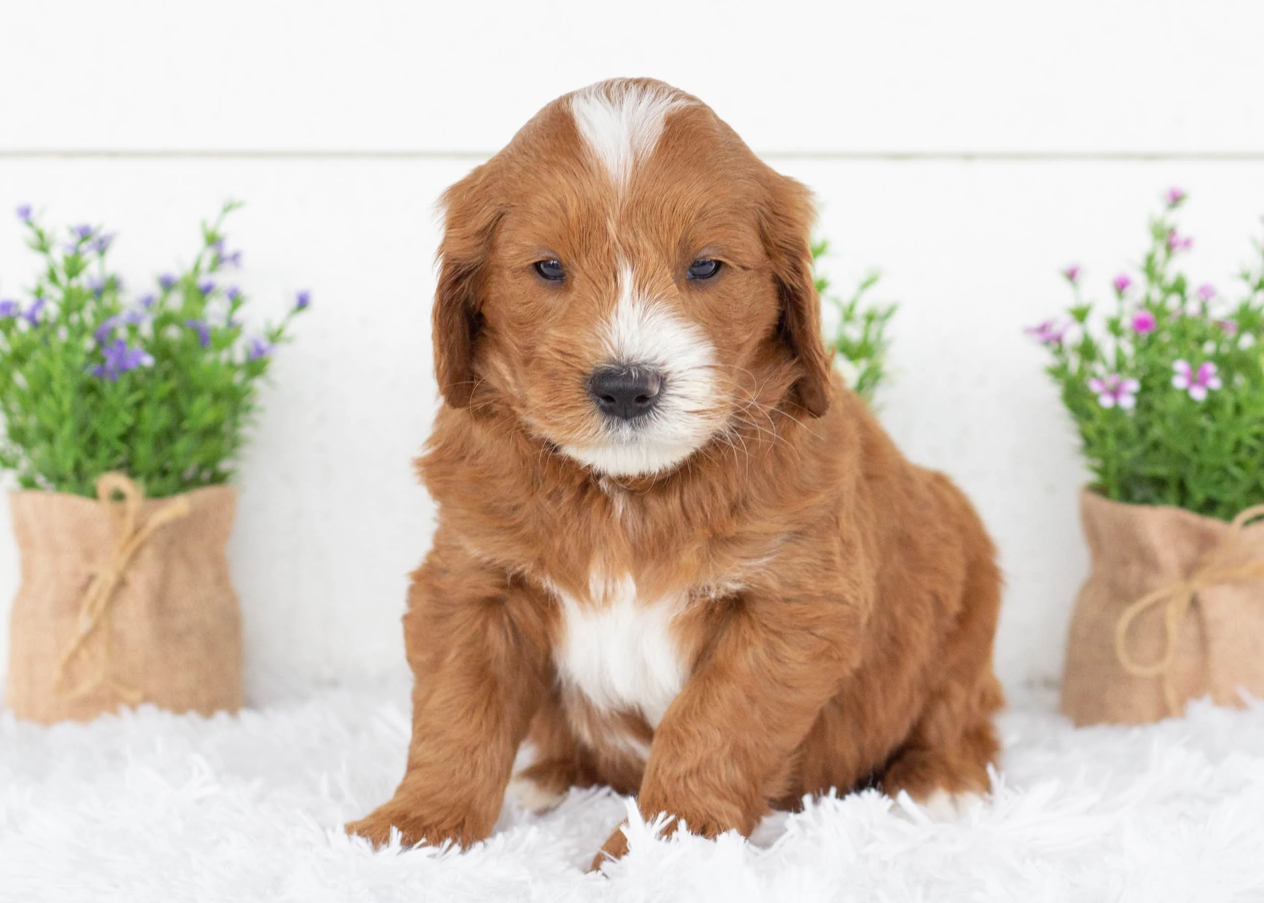 Ford goldendoodle for sale.jpg
