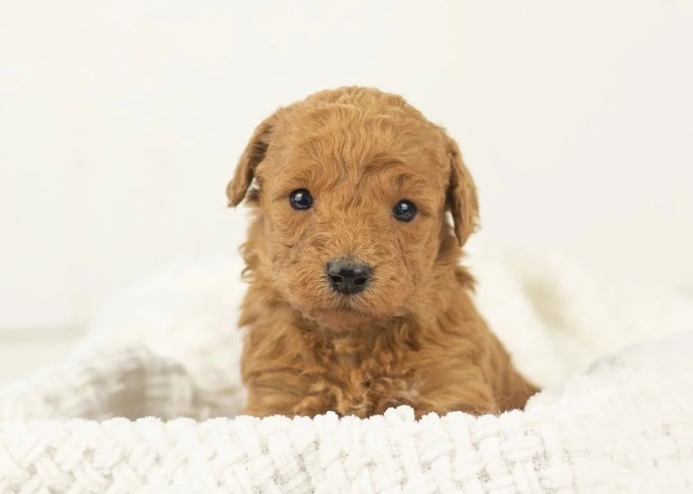 Bingo goldendoodle for sale.jpg