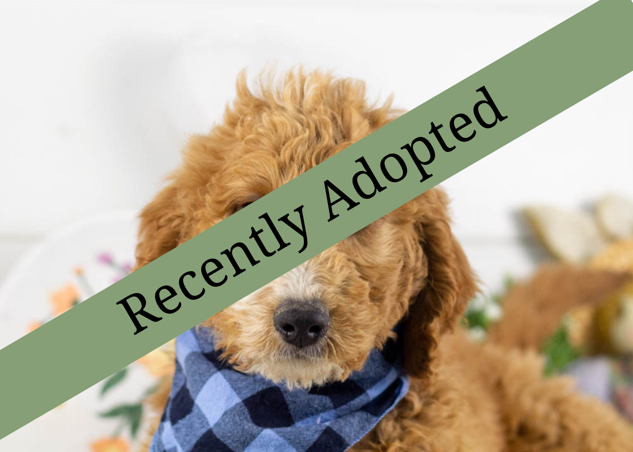 goldendoodle for sale