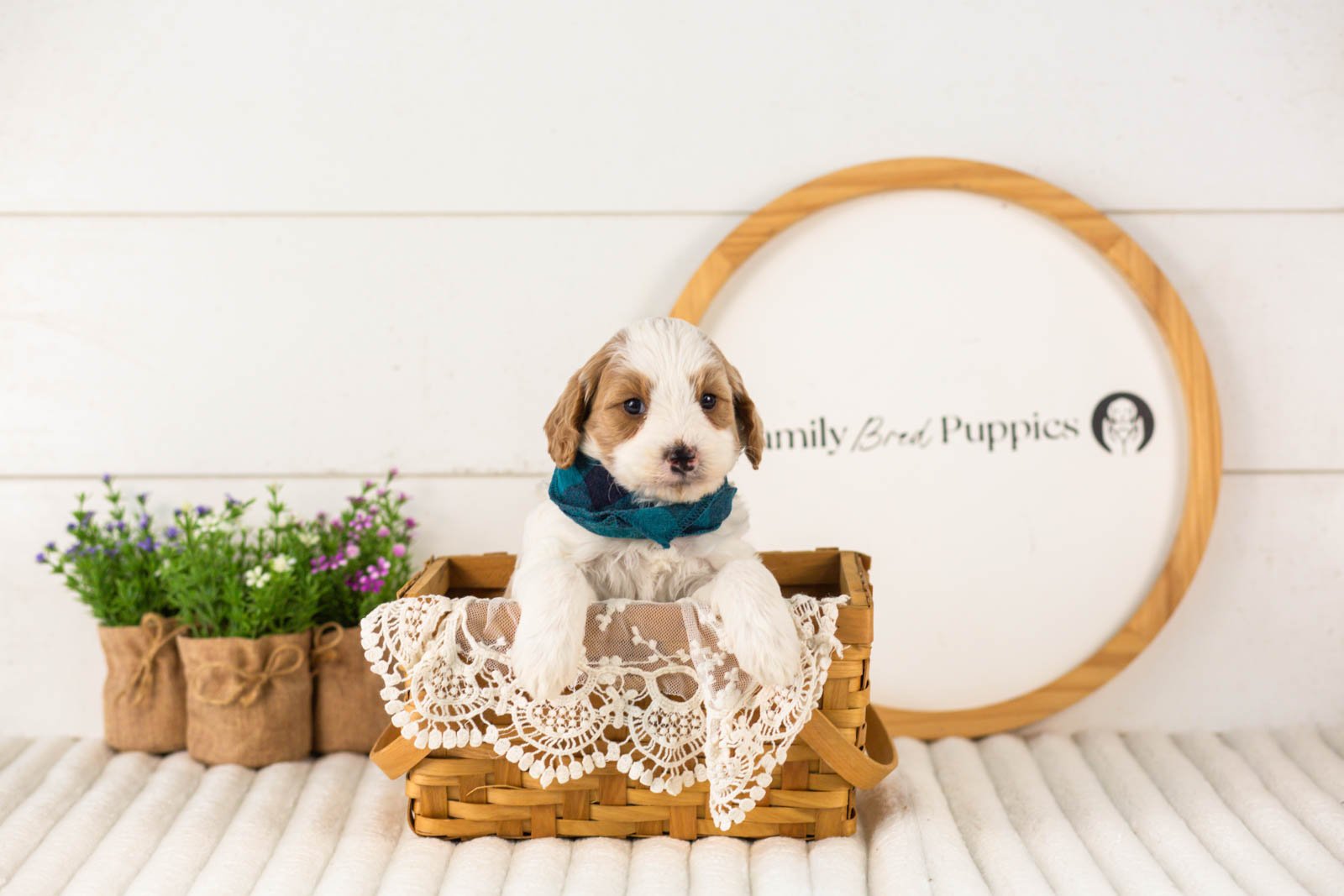Dominic goldendoodle for sale(3).jpg