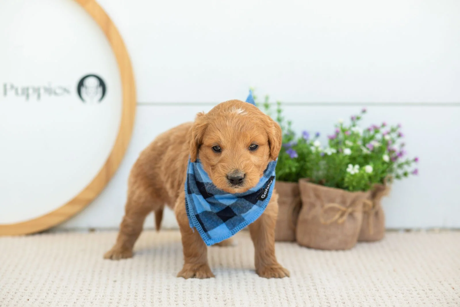 Putzie Goldendoodle for sale.jpg