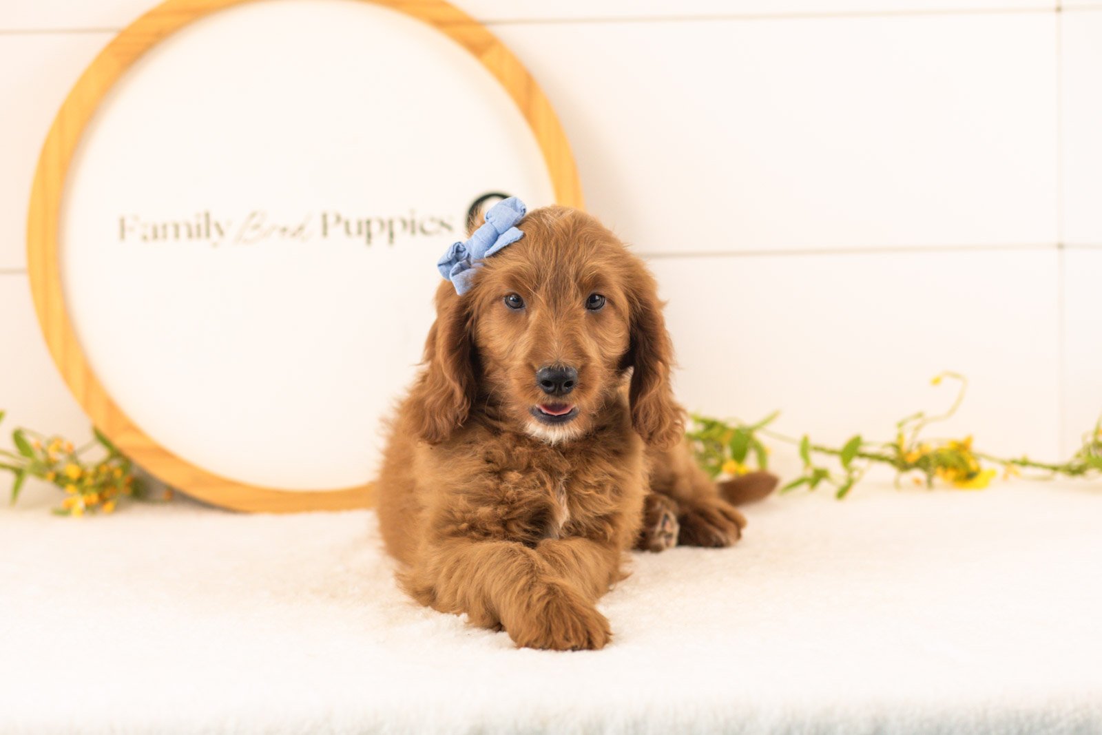 Eliza goldendoodle for sale(1).jpg