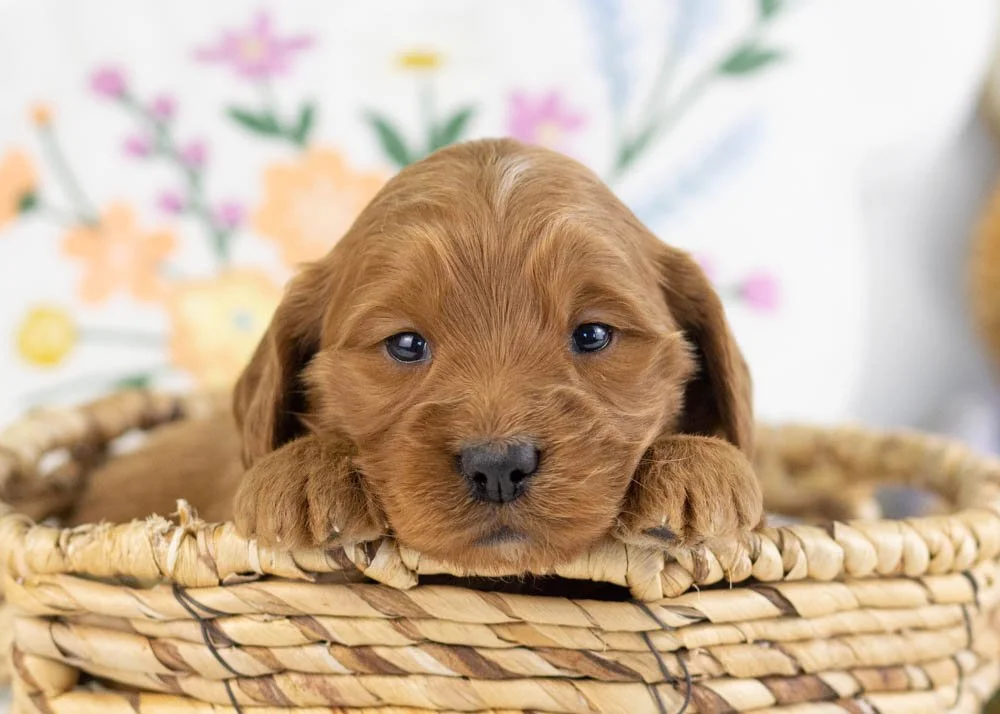 Versace goldendoodle for sale(1).jpg