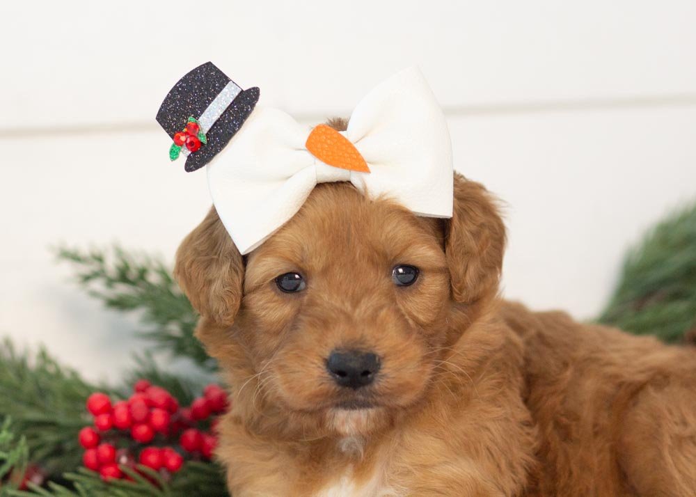 Pistachio goldendoodle for sale(2).jpg