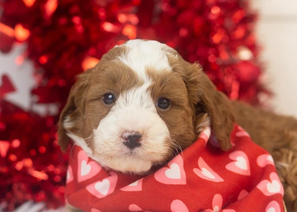 Mario goldendoodle for sale(3).jpg