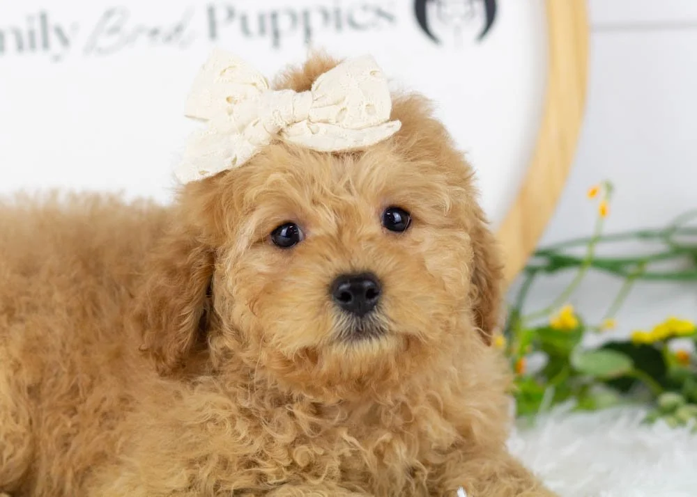 Whitney goldendoodle for sale(1).jpg