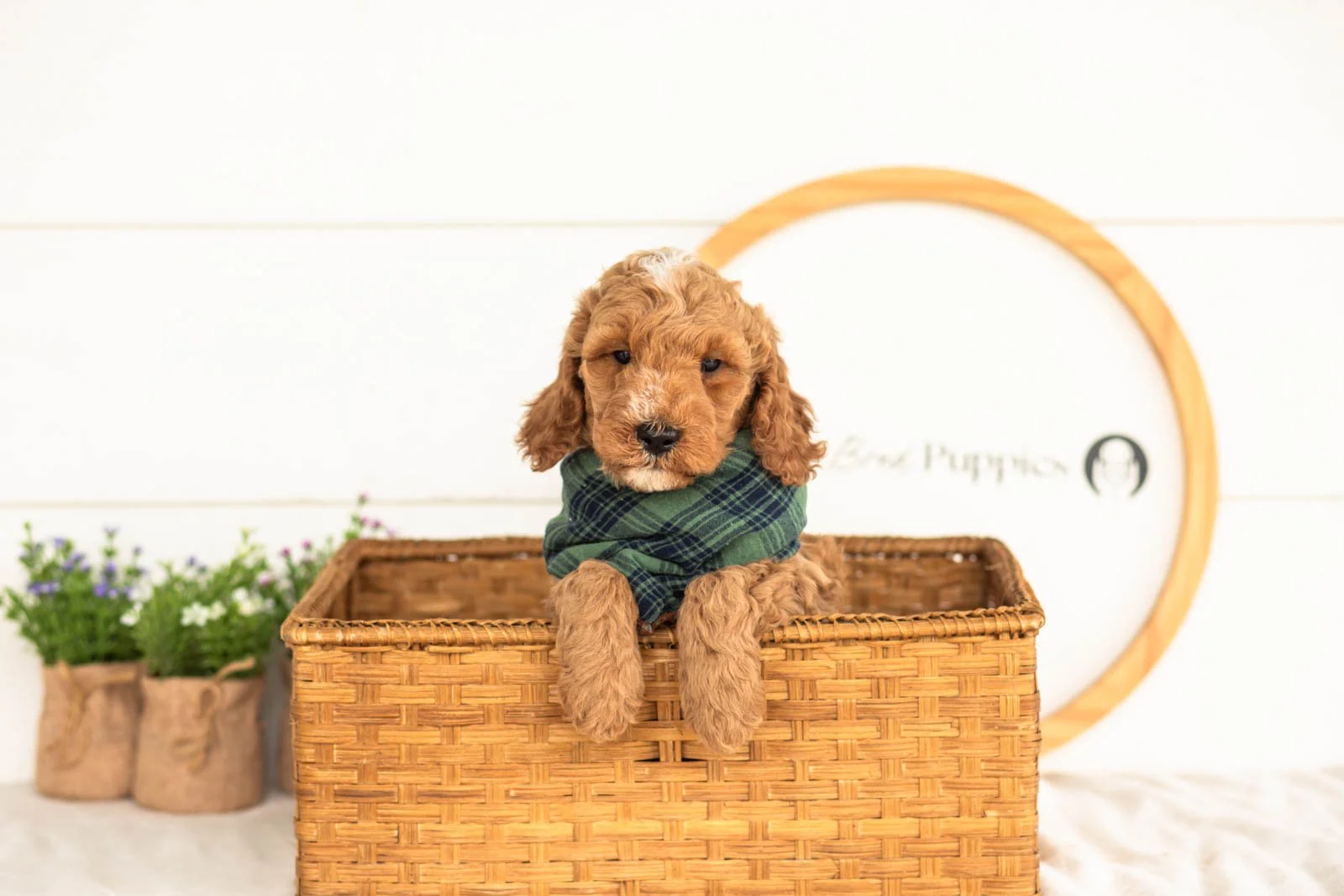 Ham goldendoodle for sale(3).jpg