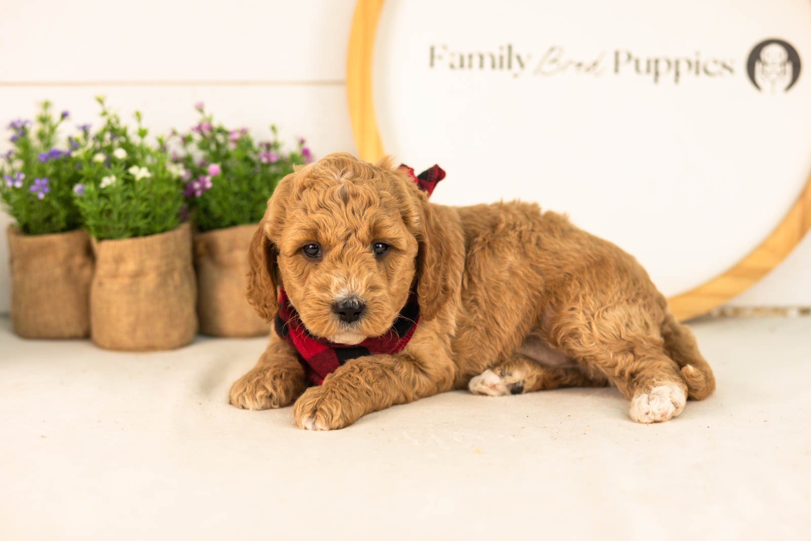 Thunder goldendoodle for sale(1).jpg