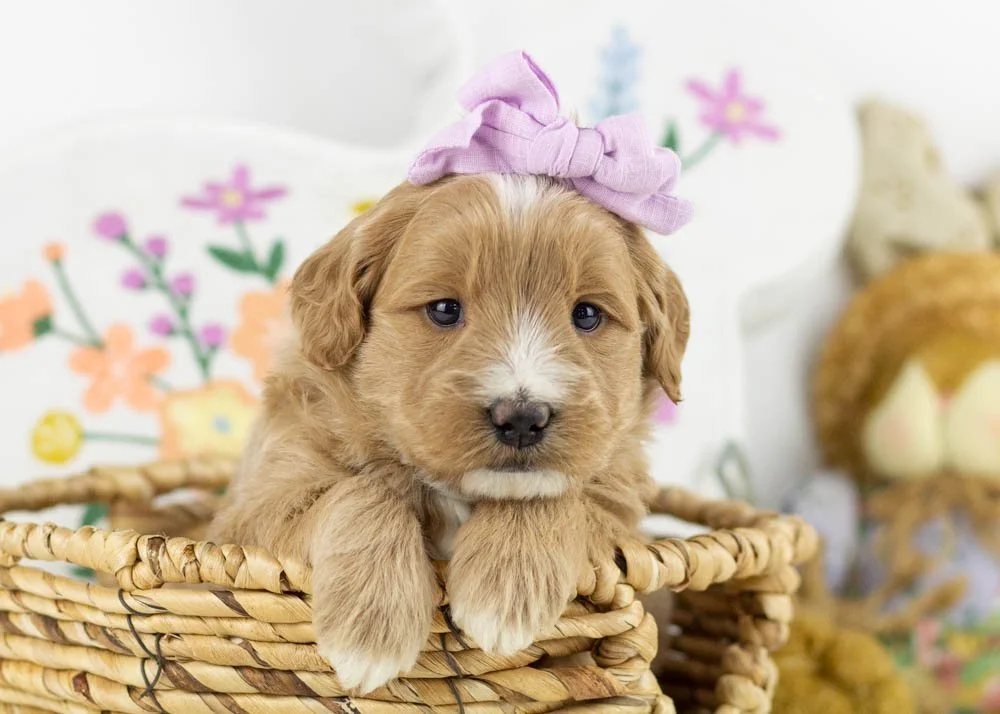 goldendoodle for sale