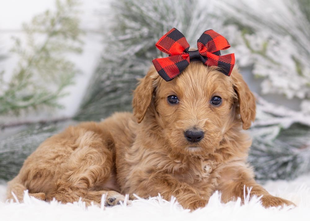 Magic goldendoodle for sale(2).jpg