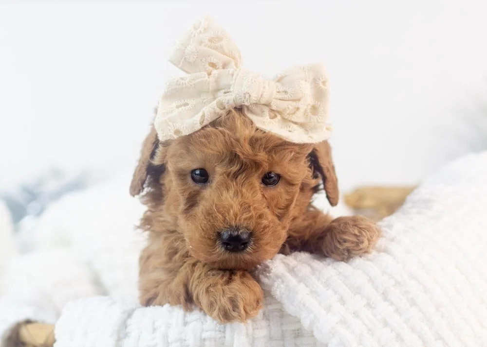 Bingo goldendoodle for sale(1).jpg