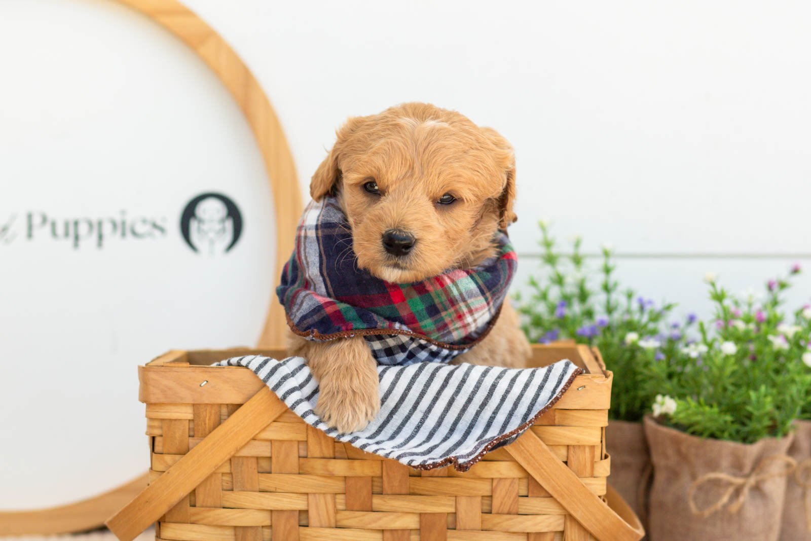 Marty Goldendoodle for sale(2).jpg