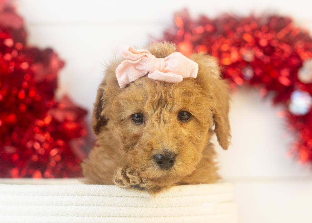 Bingo goldendoodle for sale(1).jpg