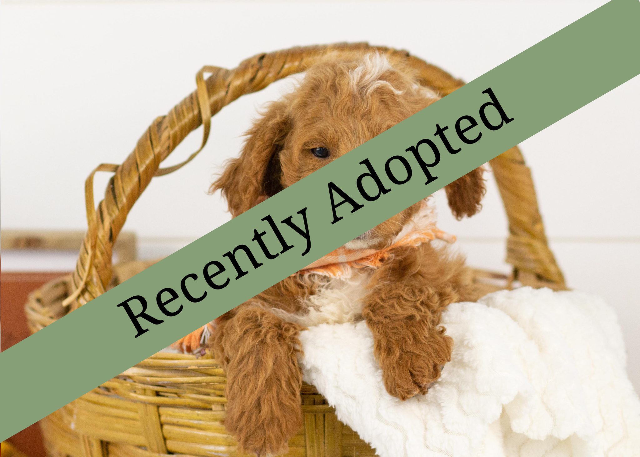 goldendoodle for sale