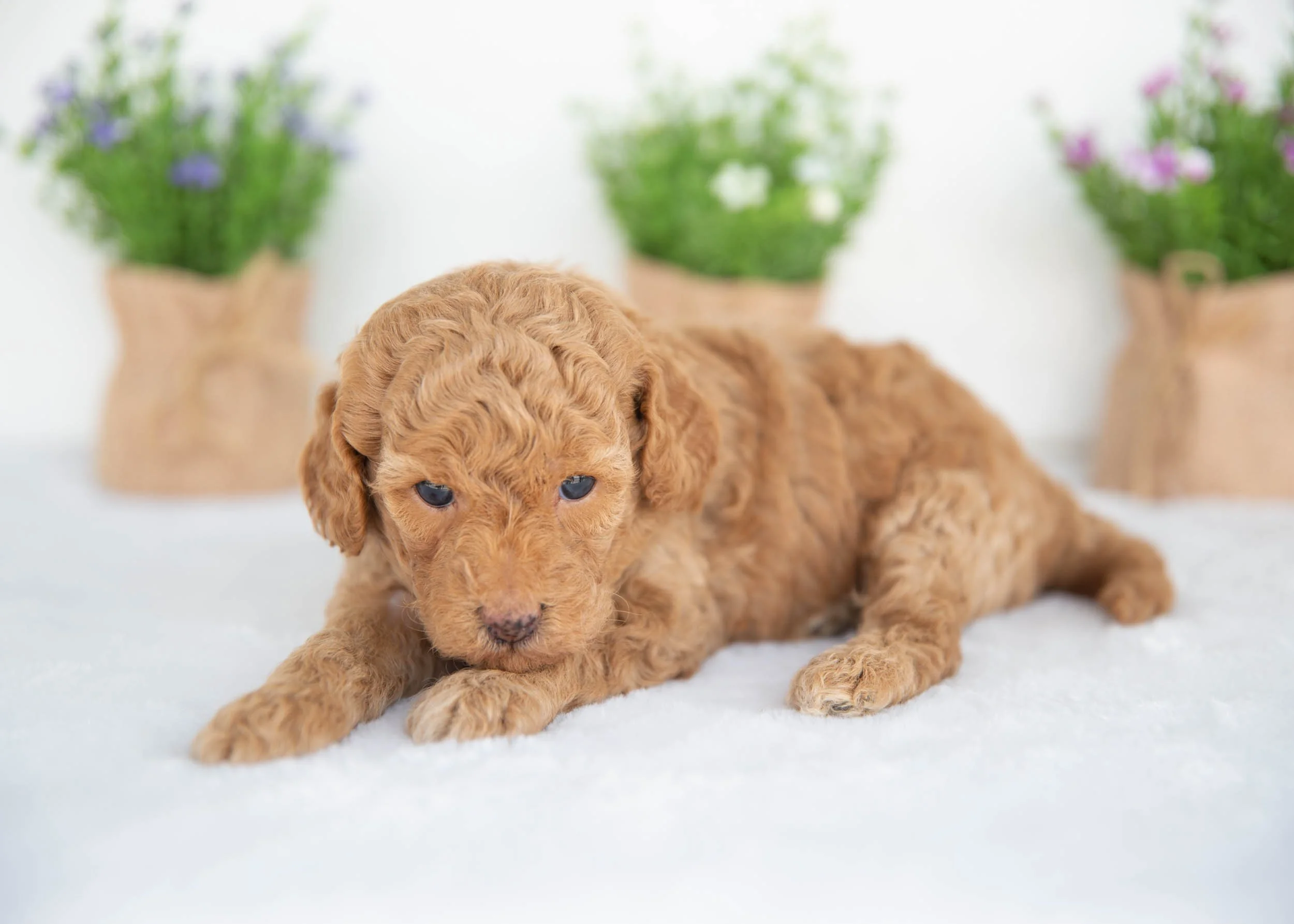 Murphy goldendoodle for sale(3).jpg