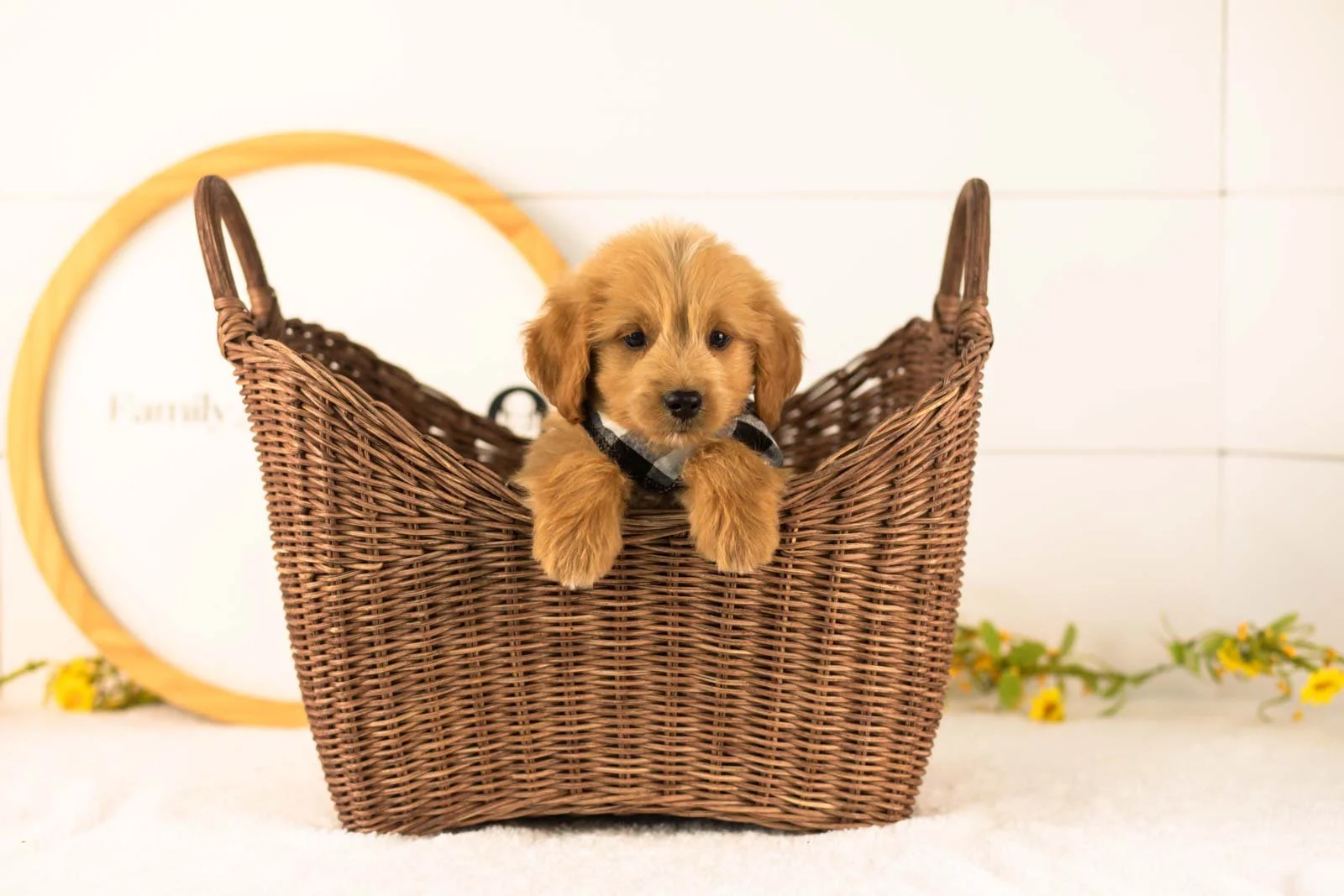 Elijah goldendoodle for sale(4).jpg