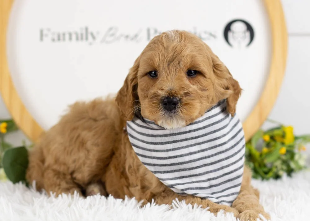 Blizzard goldendoodle for sale(3).jpg