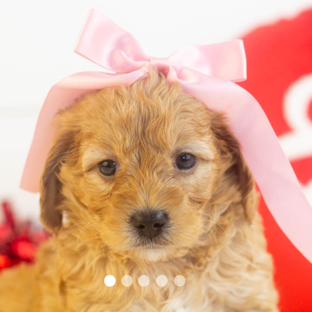 Copy of FBP Design.png