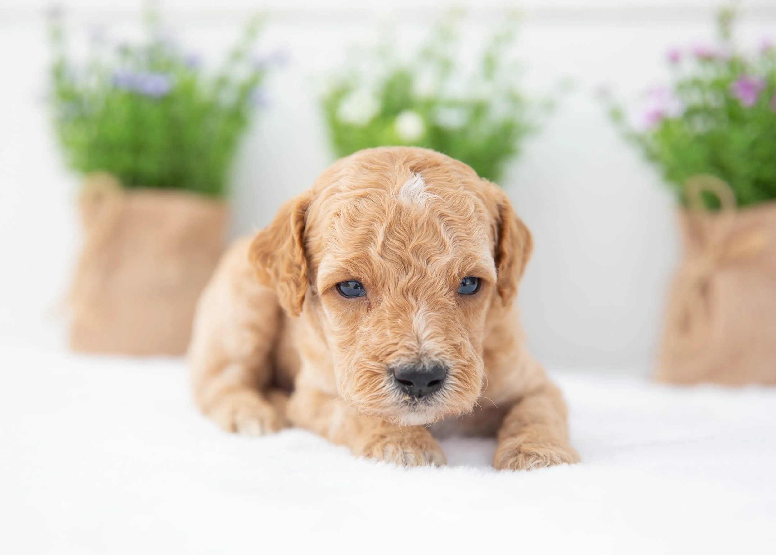 Boone goldendoodle for sale(2).jpg