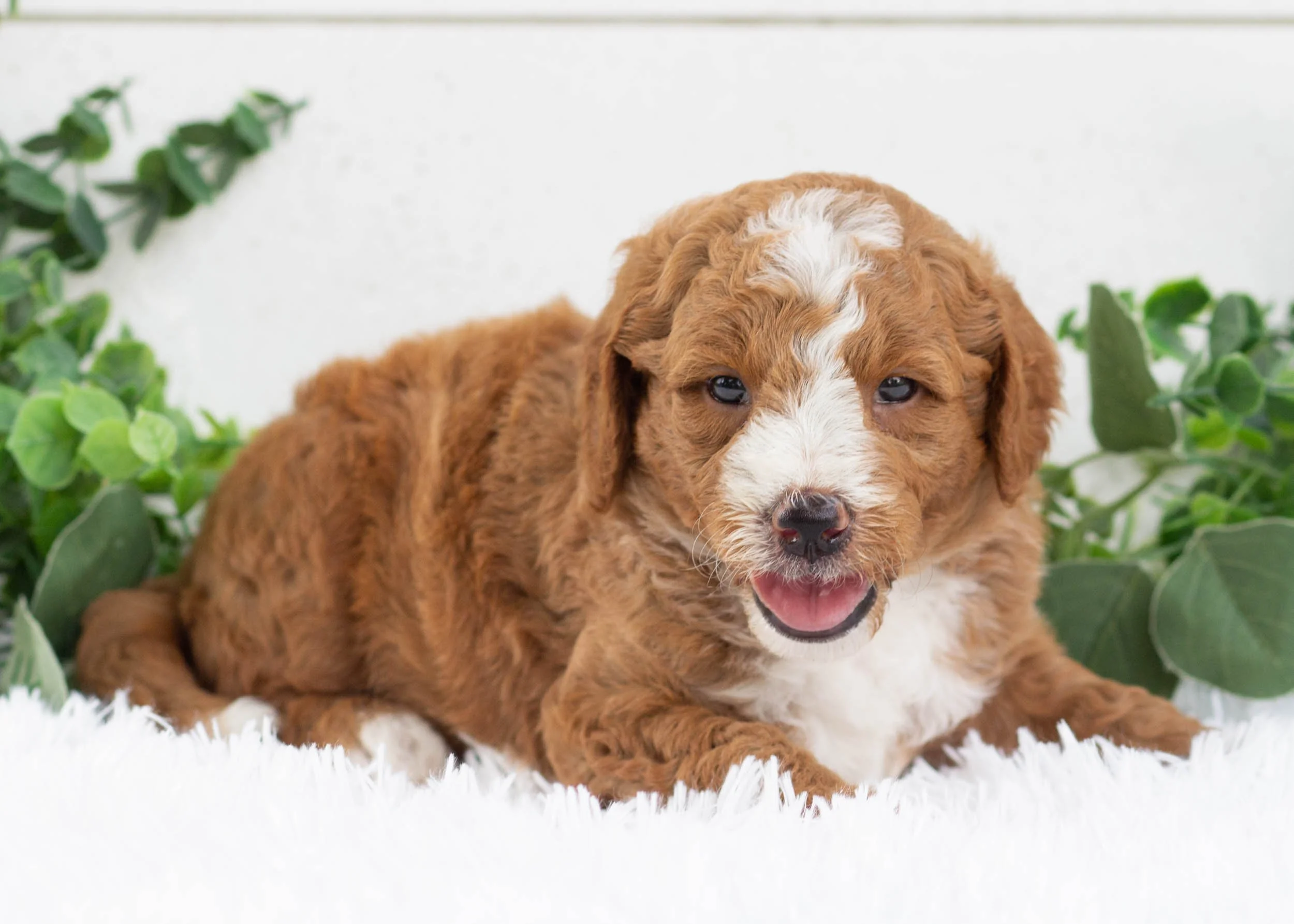slushy goldendoodle for sale(1).jpg